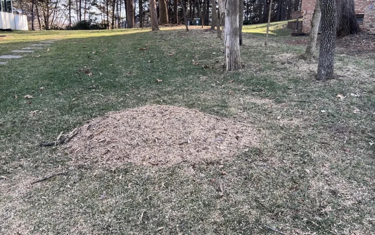 Ground stump area after grinding
