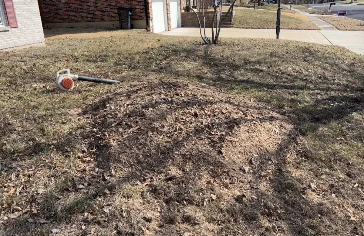 Stump ground into wood chips