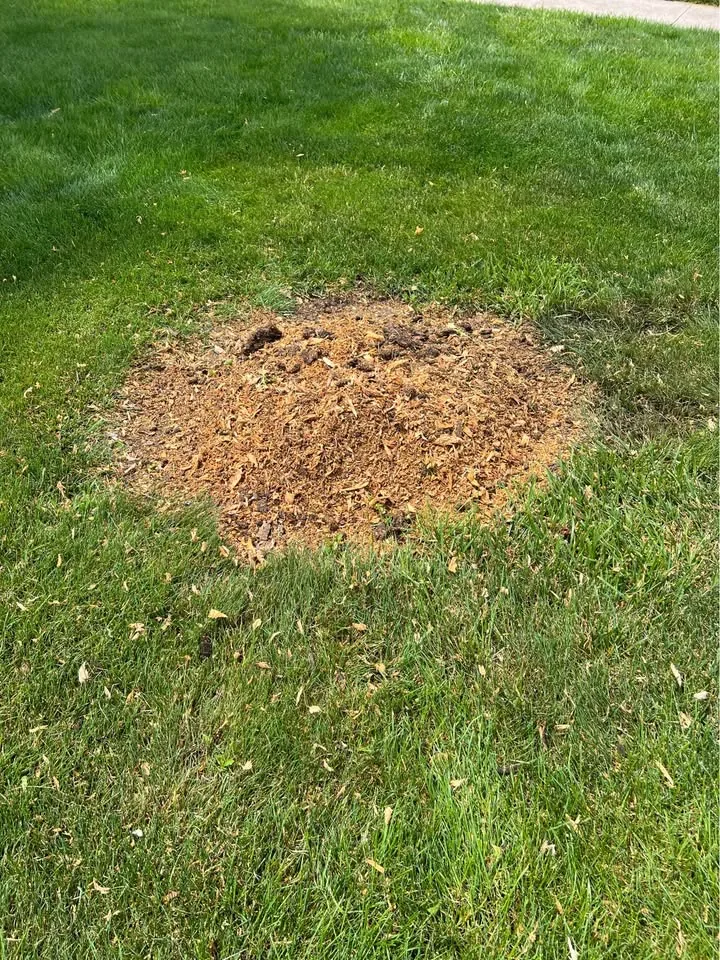 Stump after grinding in lawn