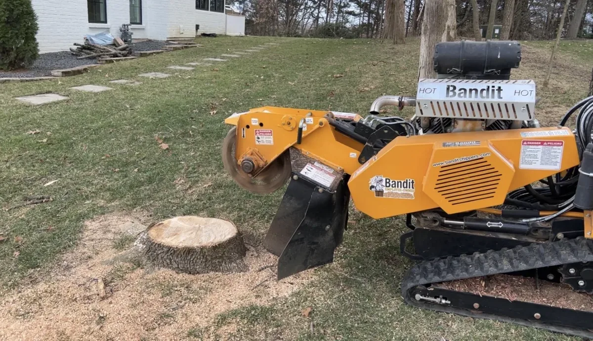 Large stump before grinding