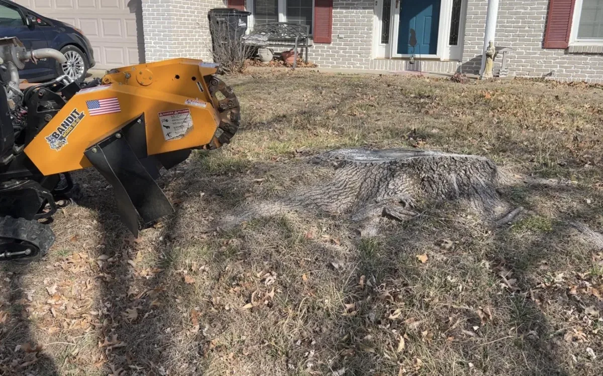 Large stump before grinding
