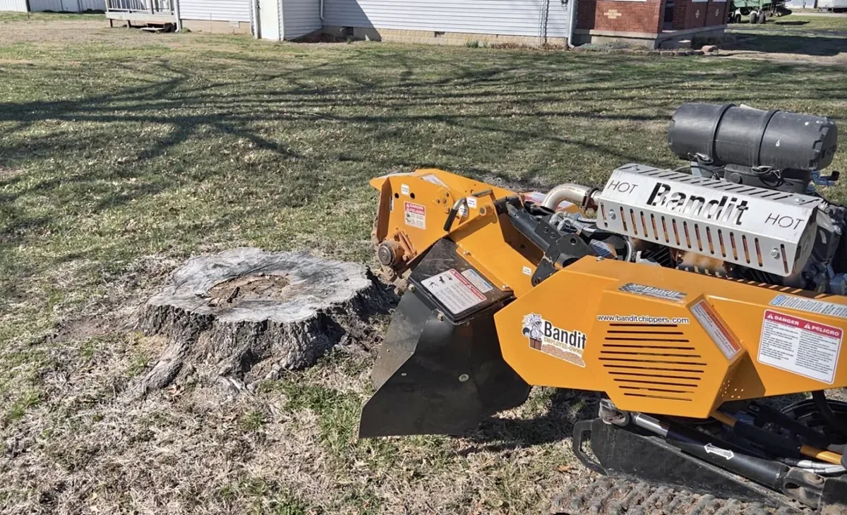 Stump before grinding