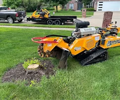 Small stump before grinding